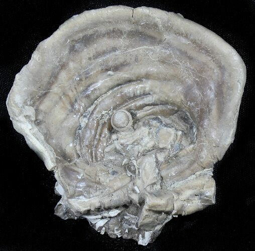 Fossil Oyster With Fossil Pearl - Smoky Hill Chalk, Kansas #31434
